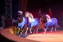 Цирк-шапито «Арена-ягуар»